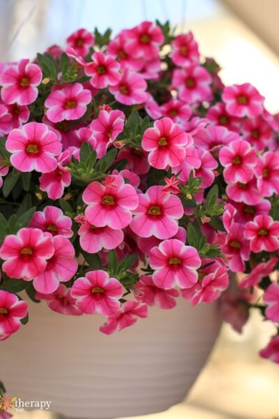 Hanging basket full of pink blooming calibrachoa.