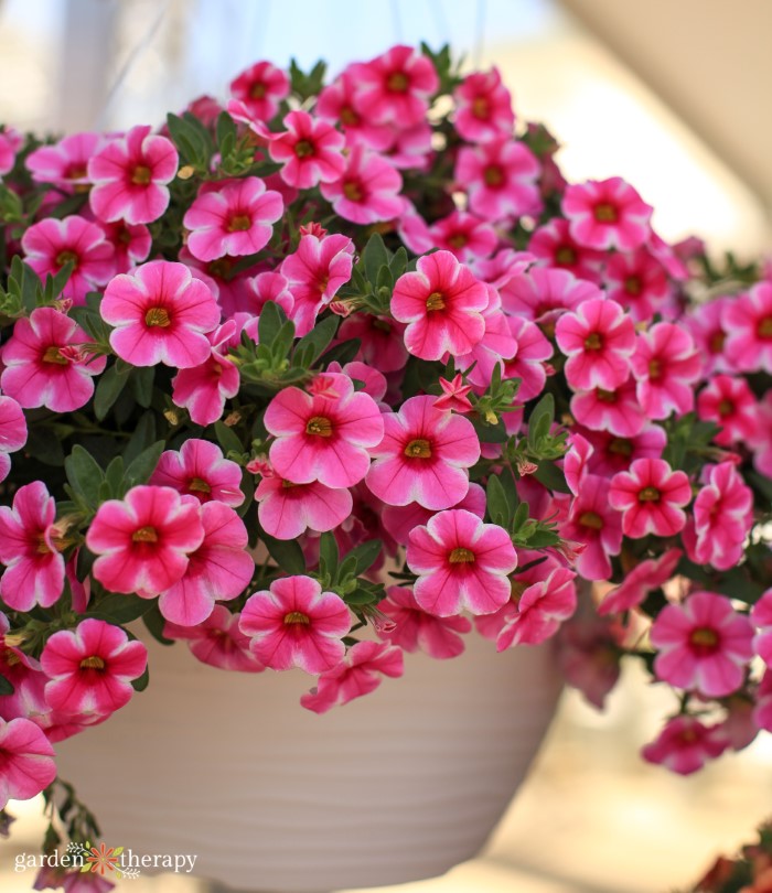 Hanging basket full of pink blooming calibrachoa.