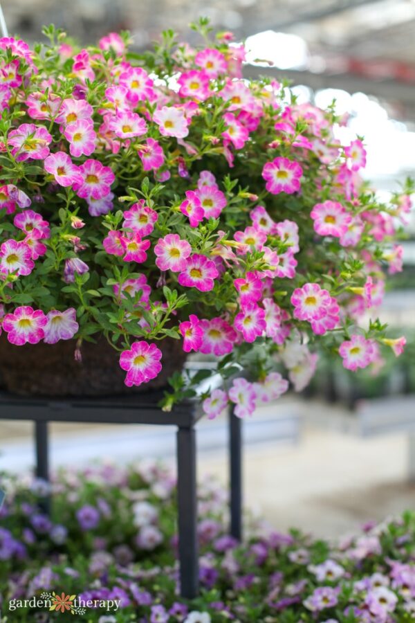 An Easy Care Guide for Luscious Hanging Basket Flowers Garden Therapy