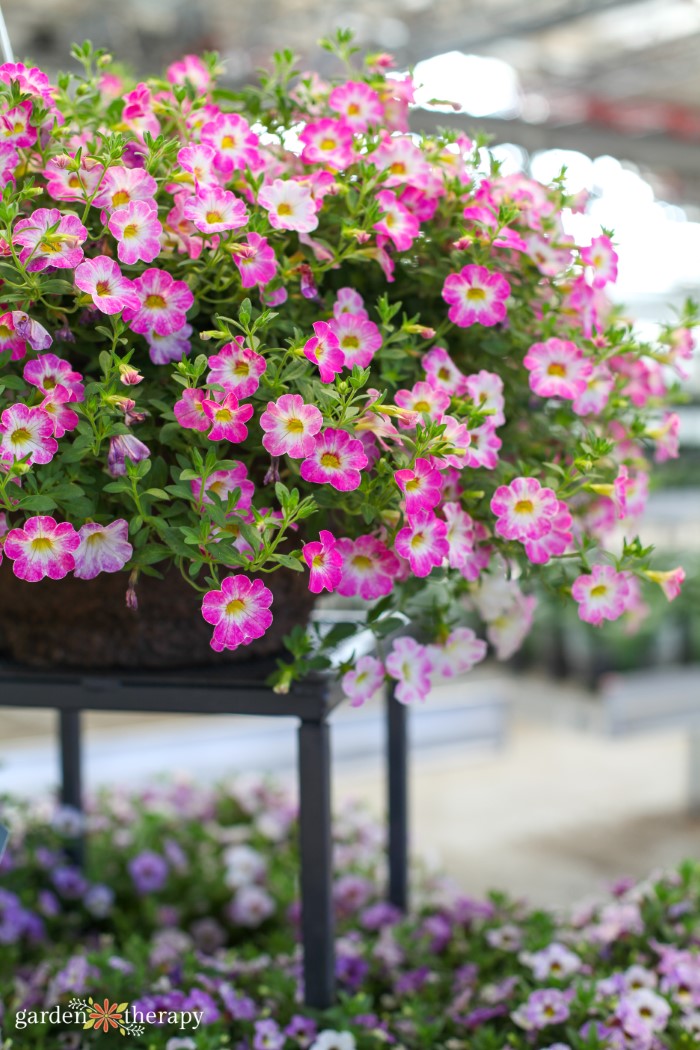 An Easy Care Guide for Luscious Hanging Basket Flowers Garden Therapy