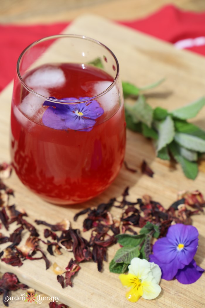 glass of freshly made hibiscus iced tea surrounded by botanicals