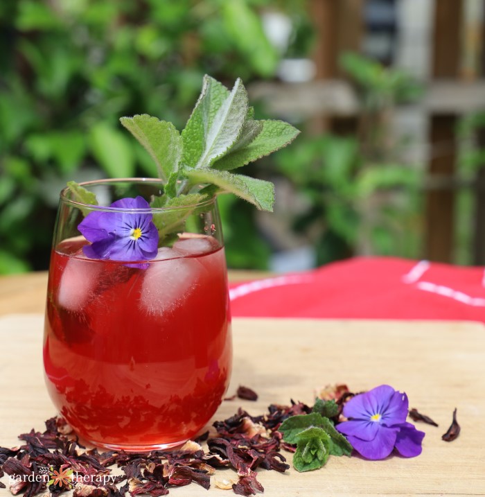 glass of hibiscus iced tea on a counter with stevia leaves in the glass as a simple mocktail