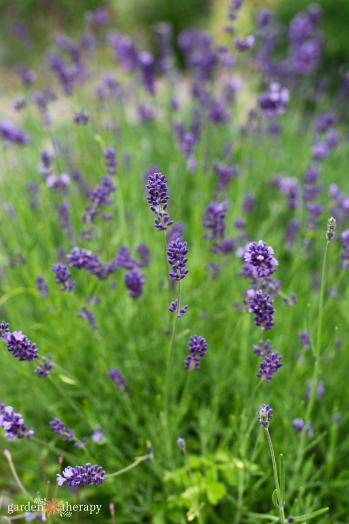 lavender plants in a garden