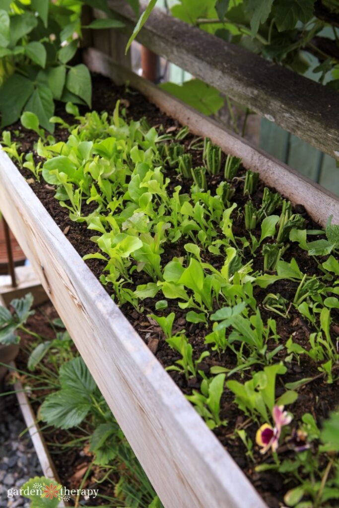 Semis de laitue poussant dans un lit de jardin surélevé.