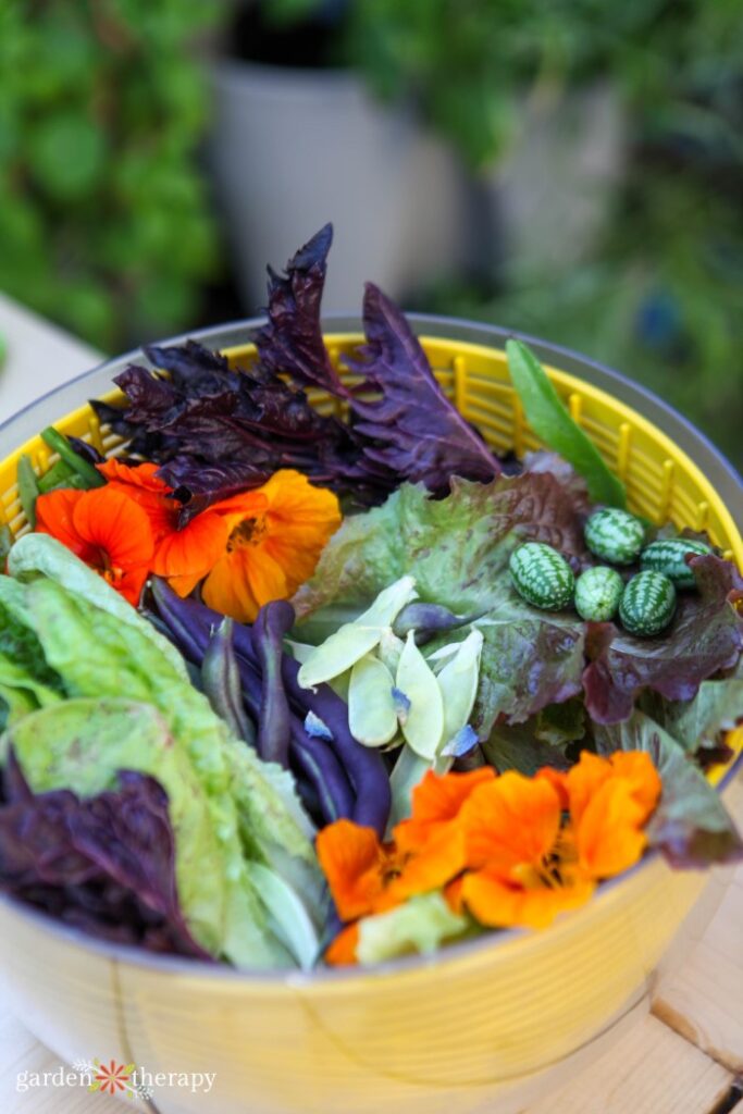 Basket full of freshly harvested veggies such as lettuce, edible flowers, peppers, and cucamelon