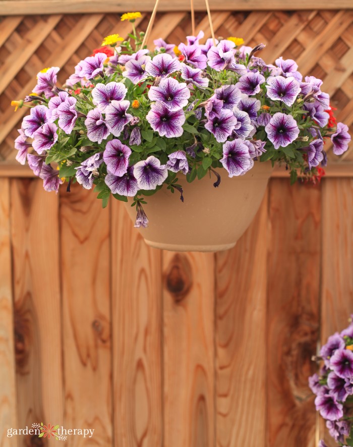 Purple petunias in a hanging basket - annuals from seed