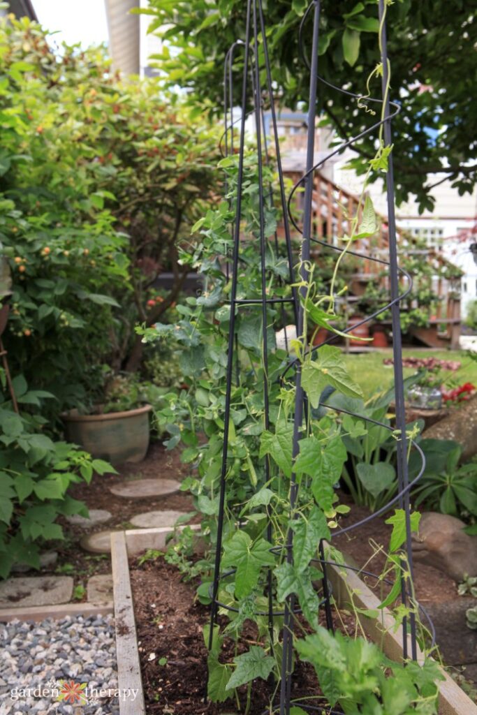 Peas e cucamelões treliçados num canteiro de jardim elevado