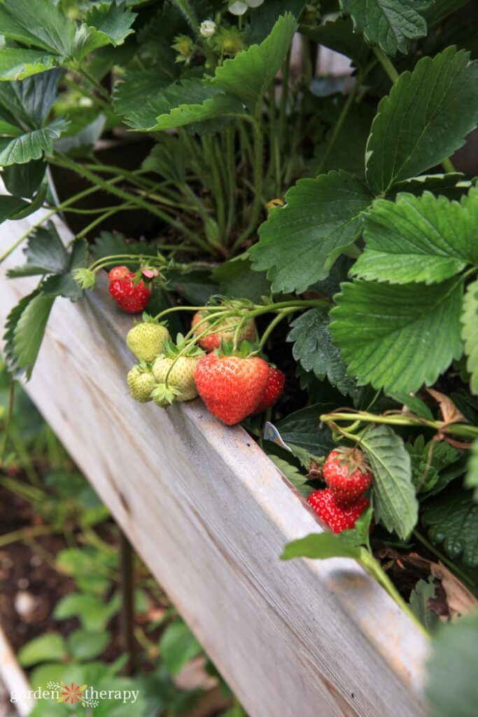 Strawberries growing in the top compartment of a raised garden bed.