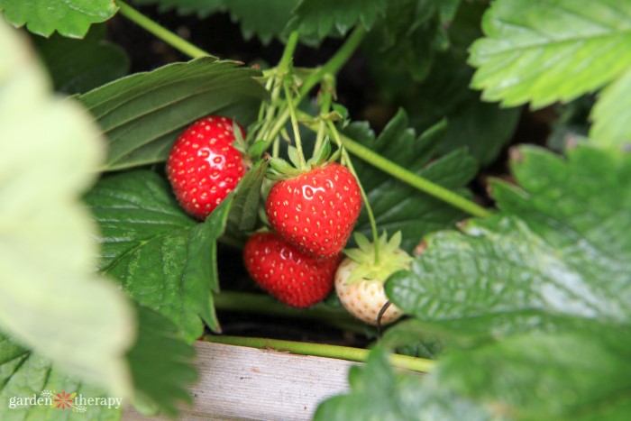 how to save strawberry seeds