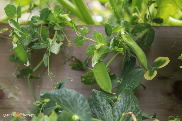 Snow peas dangling down on a vine from a raised garden bed