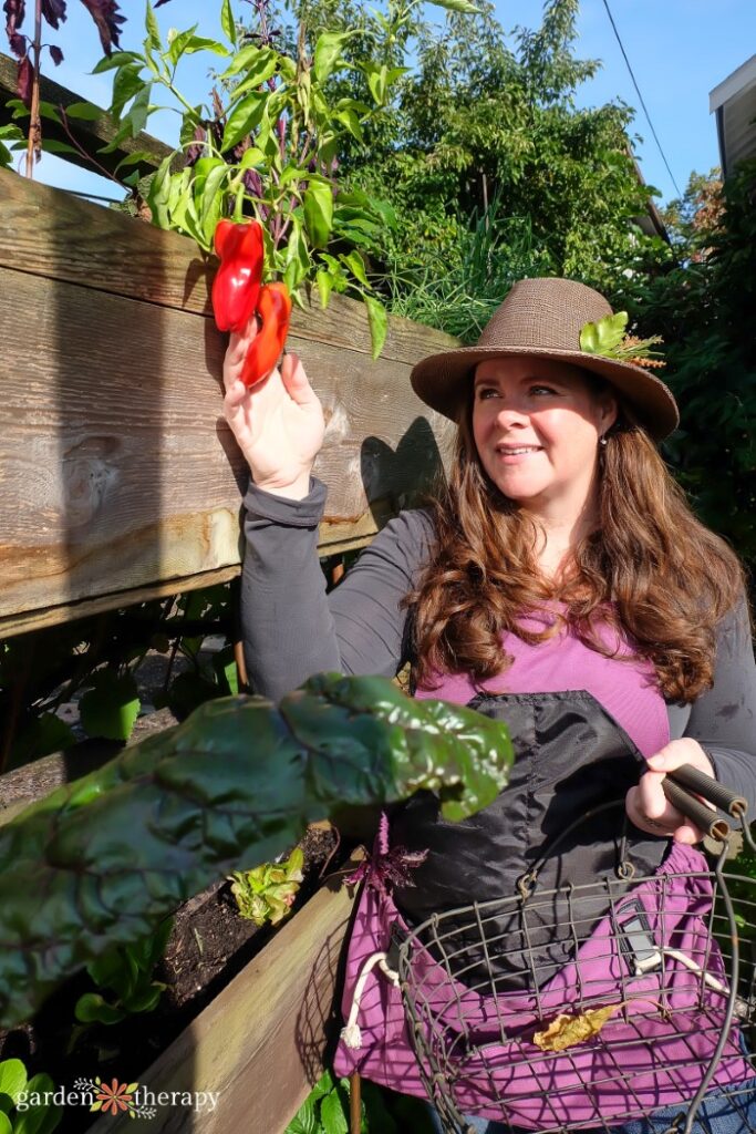 Mujer con sombrero cosechando pimientos rojos de la parte superior de una cama de jardín vertical.