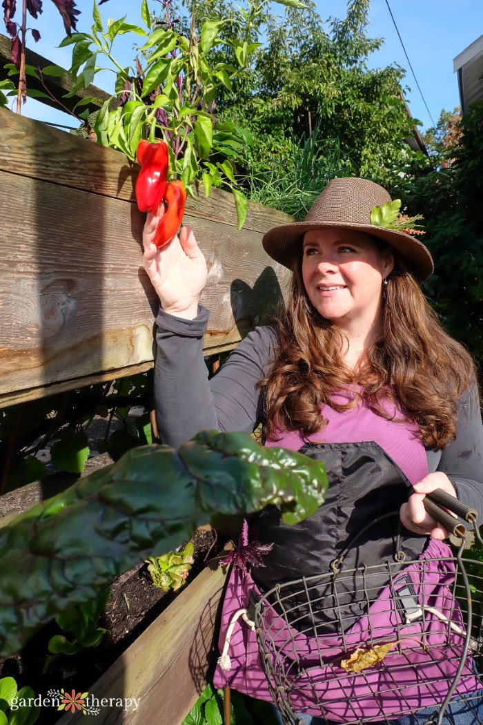 Woman with hat harvesting red peppers from the top section of a vertical garden bed.