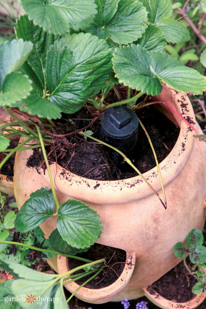 Strawberry Jar Irrigation