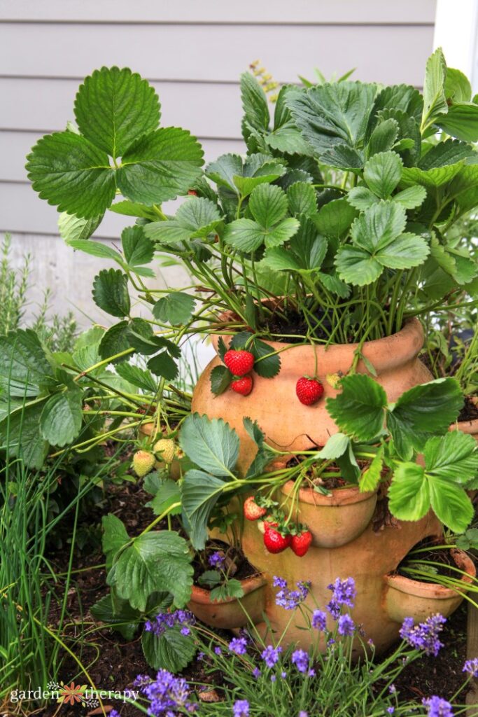 Strawberry Pot Planted