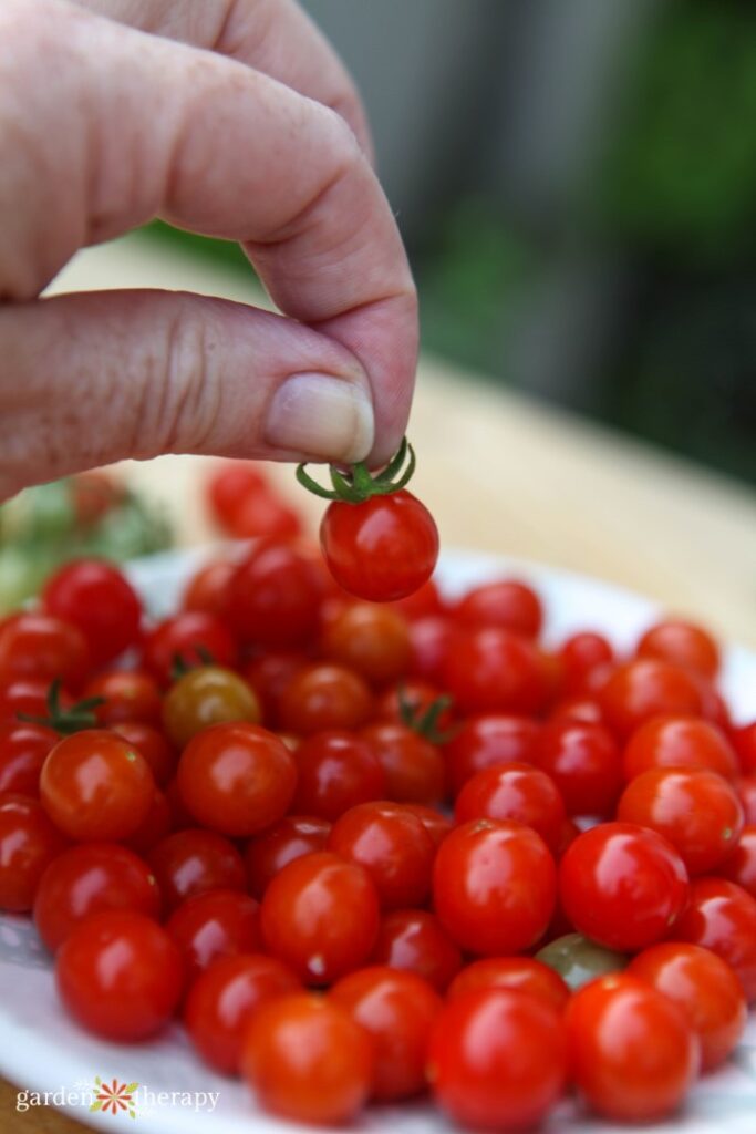 Un montón de tomates de grosella recién cosechados