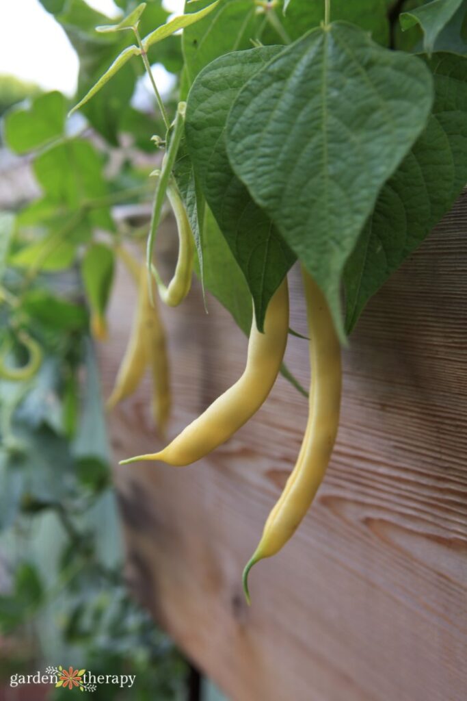 Yellow beans hanging out of a wooden raised garden bed.