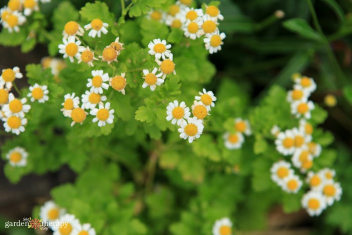 feverfew with aphids