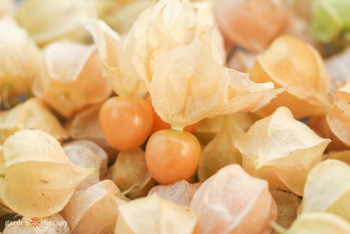 Pile de cerises de terre récoltées avec l'enveloppe sur