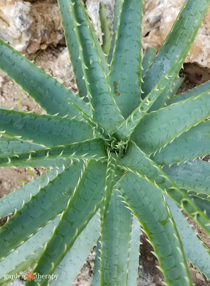 aloe vera plant as seen from above
