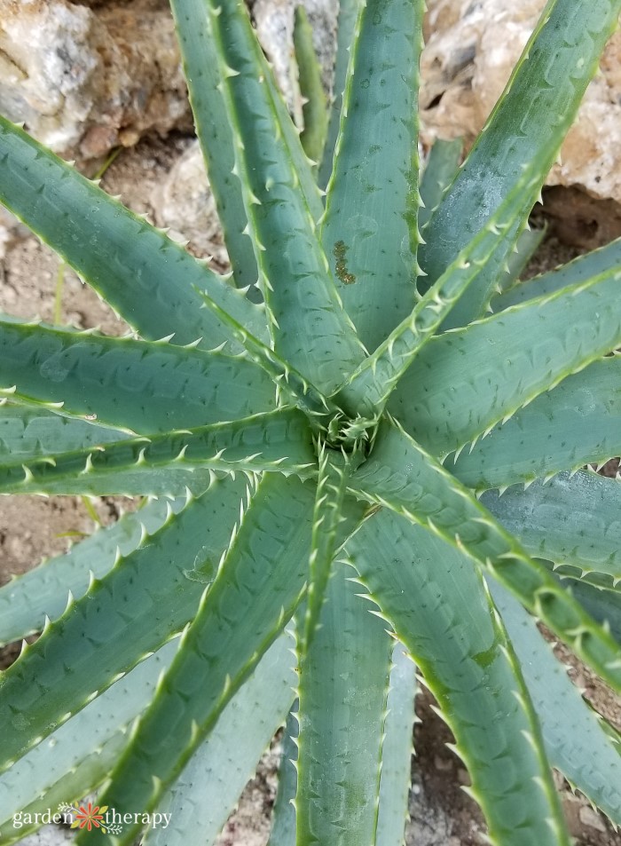 Soothe Sunburn with Homemade Aloe Vera Cubes - The Homespun Hydrangea