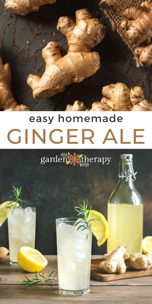 Homemade Ginger Ale Syrup + Ginger Mint Lemonade Recipe