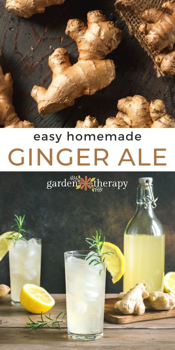 Homemade Ginger Ale Syrup + Ginger Mint Lemonade Recipe - Garden Therapy