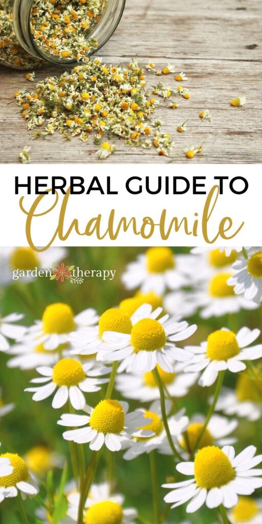 Chamomile flowers blooming next to a jar of dried chamomile