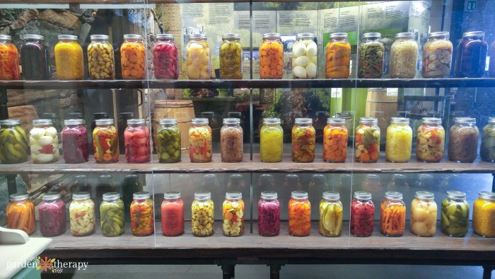 Rows of glass jars filled with pickles.