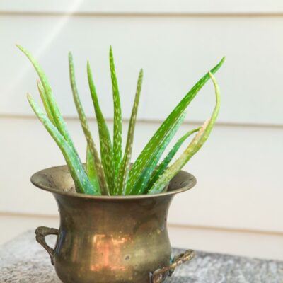 aloe vera plant in a metal pot