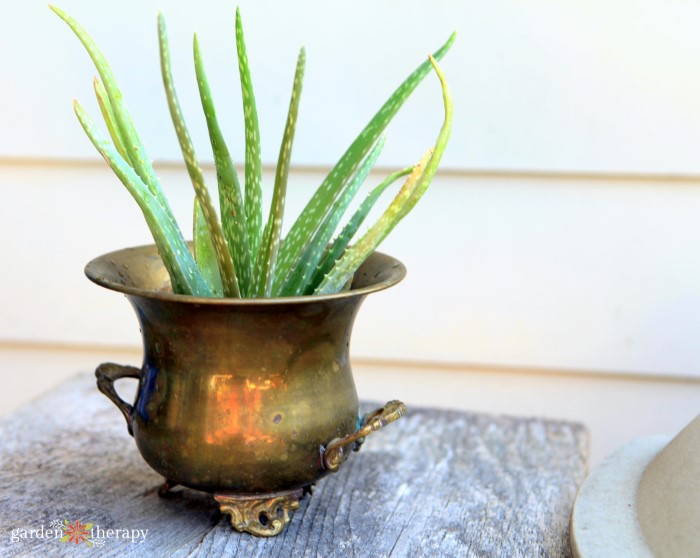 aloe vera plant in a metal pot close up