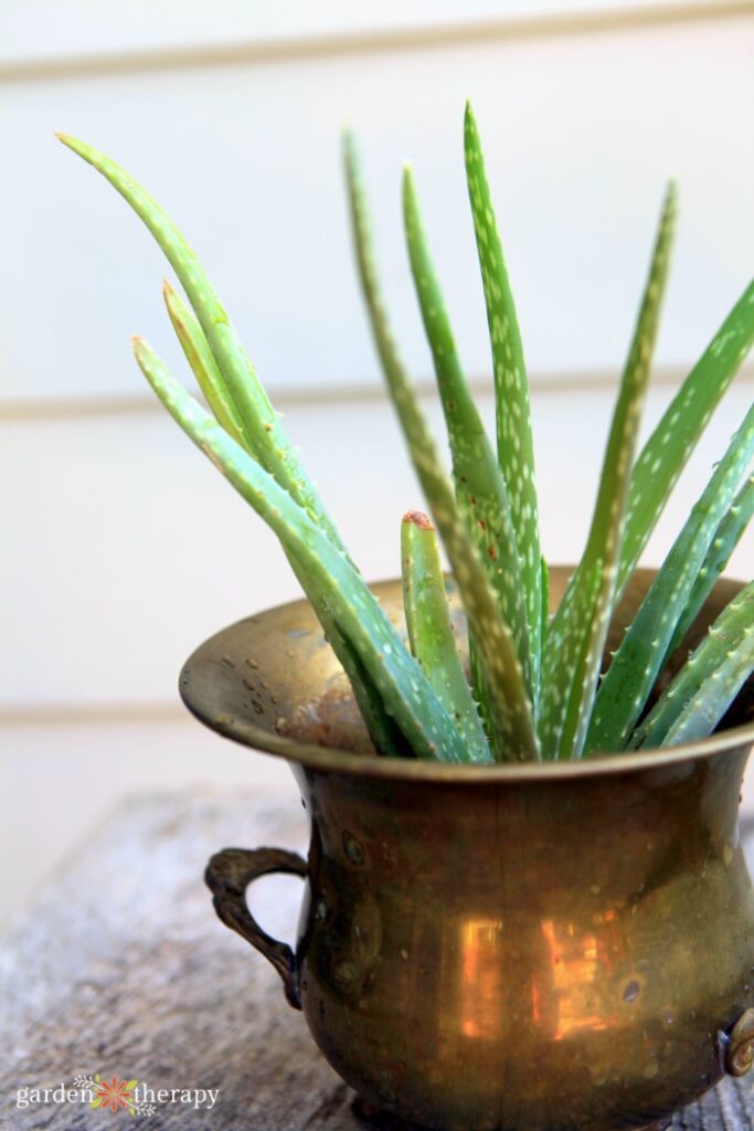 aloe vera plant in a metal pot