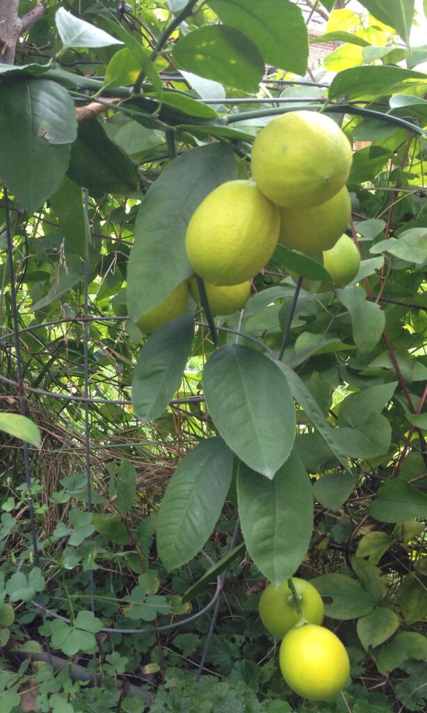 Meyers lemon tree ripening