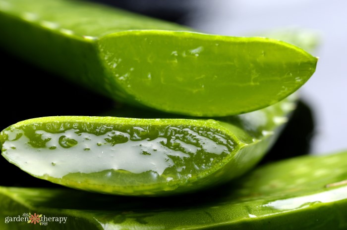 cut and stacked aloe vera leaves showing the inner gel