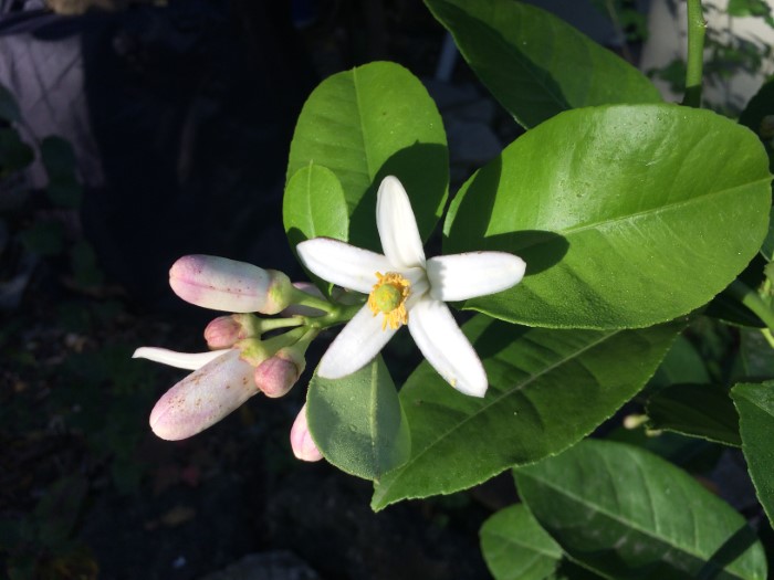 Flowering lemon tree