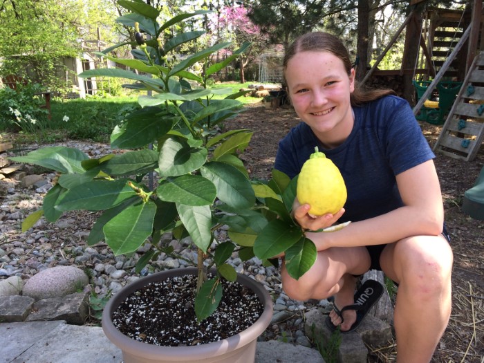 Girl holding a large home-grown lemon next to a potted lemon tree.