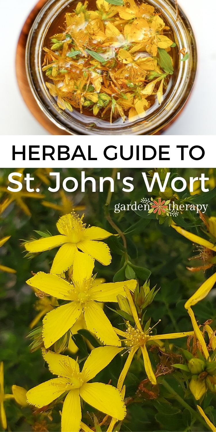 St John's wort plant and how to make an oil with it