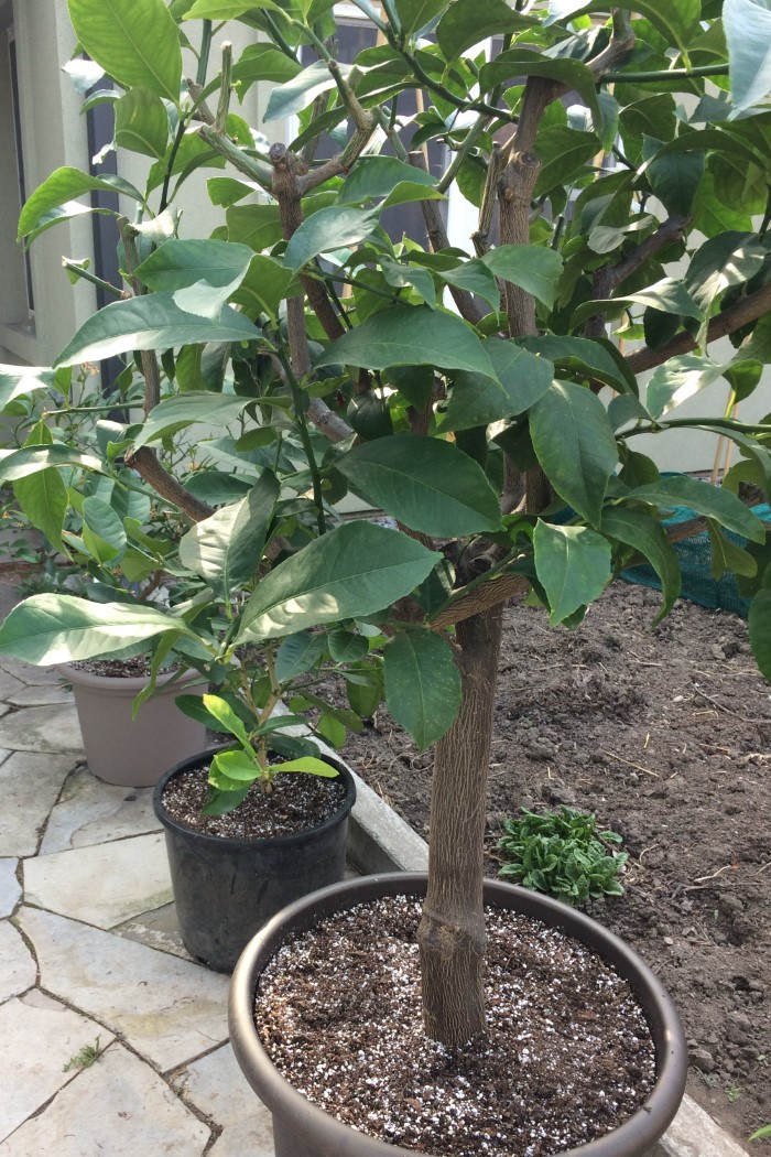 Potted lemon tree on a patio