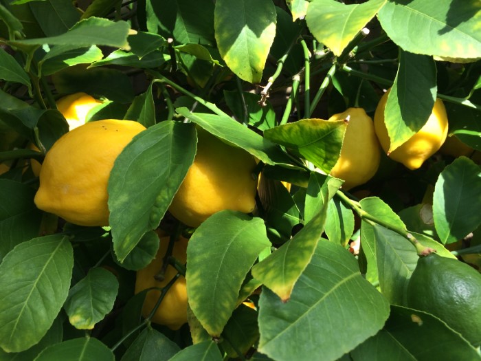 how to grow a lemon tree