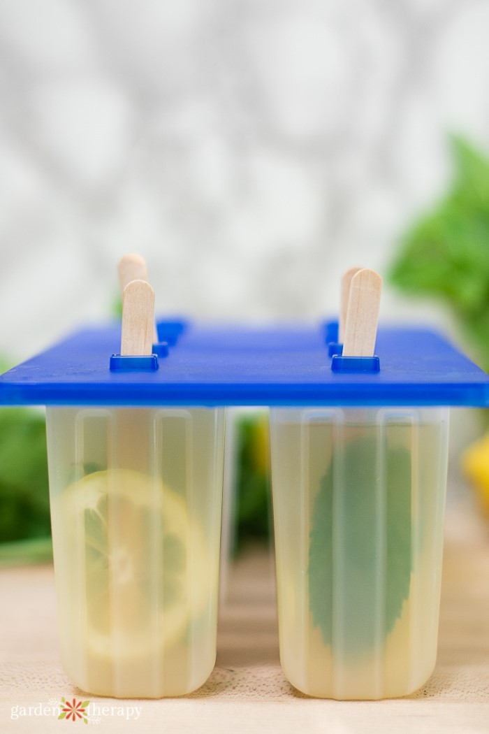 Popsicle mold with slices of lemon and mint