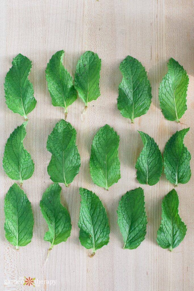 harvested mint leaves from a mojito mint plant
