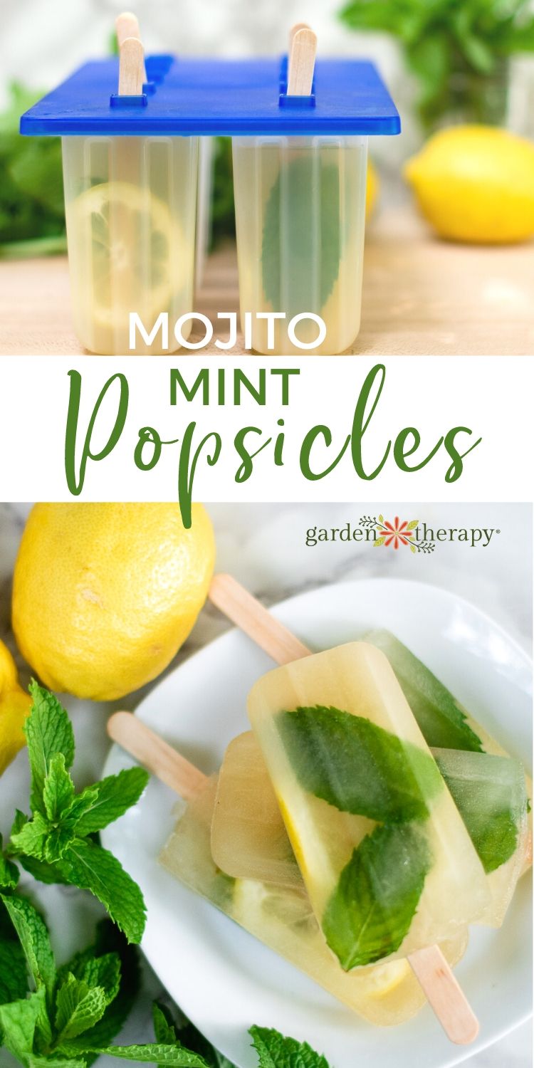 Mojito popsicles made with lemon and mojito mint plant.