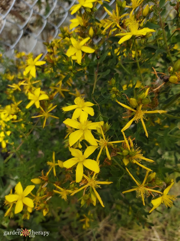 flowering bush of st. johns wort