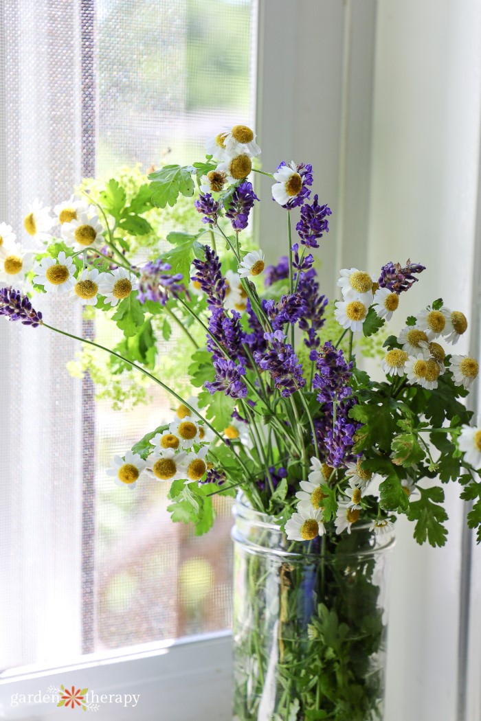 Bouquet of feverfew with lavender by a windowsill. 