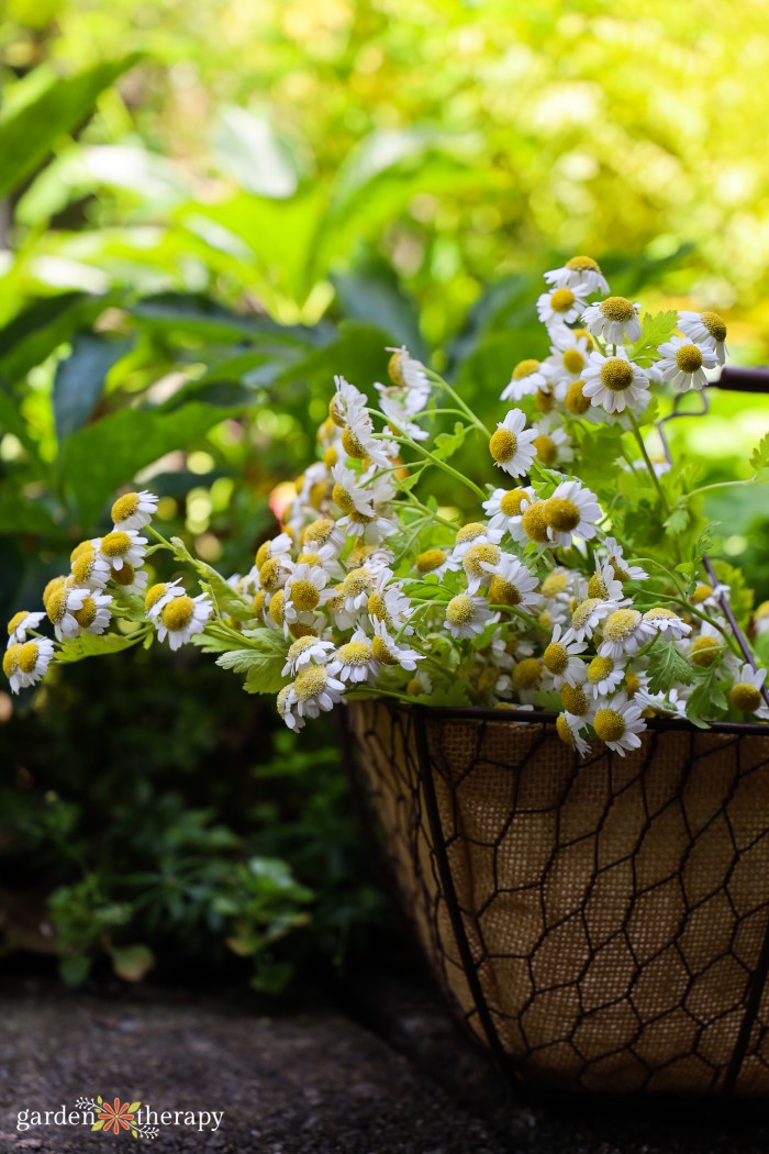 Basket filled with white flowers that have a yellow center.