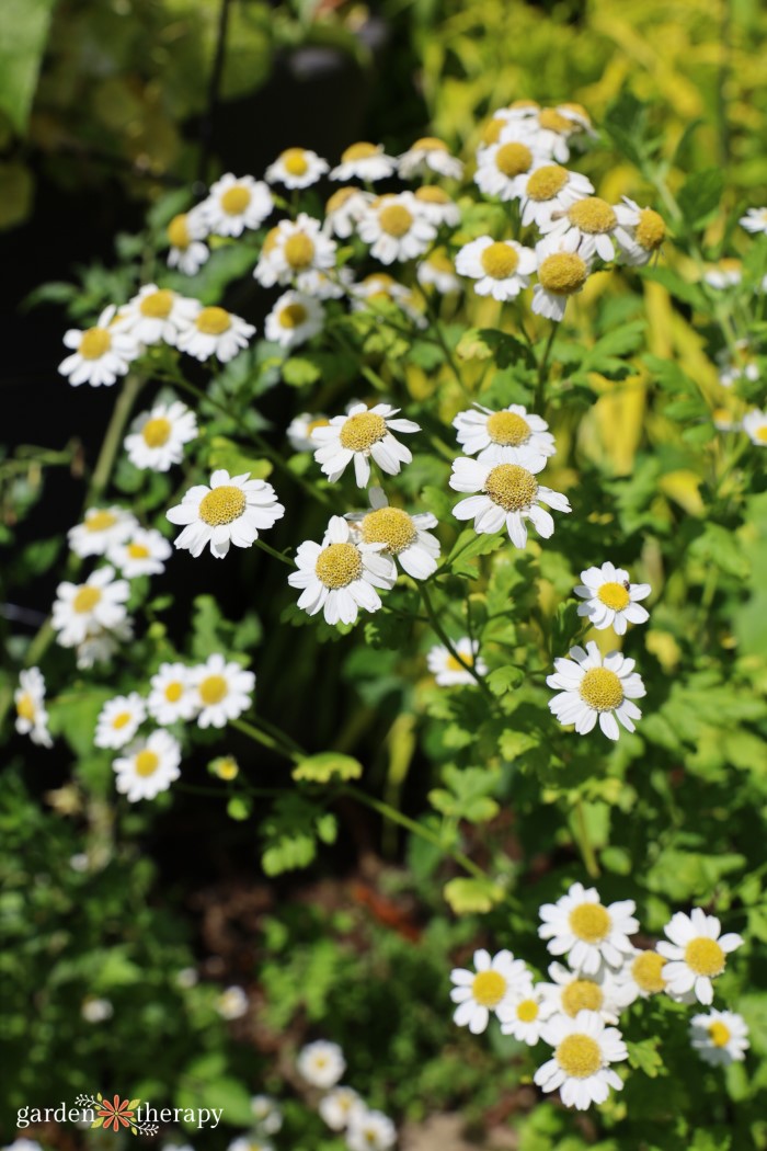 A clump of feverfew flowers