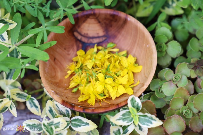 Wooden bowl with St. John's wort flowers inside. 