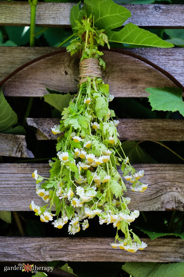 Drying a bouquet of feverfew flowers.