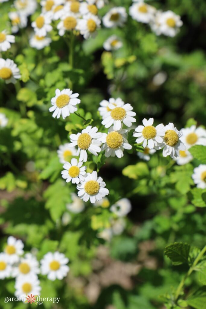 Feverfew blooming in a garden bed