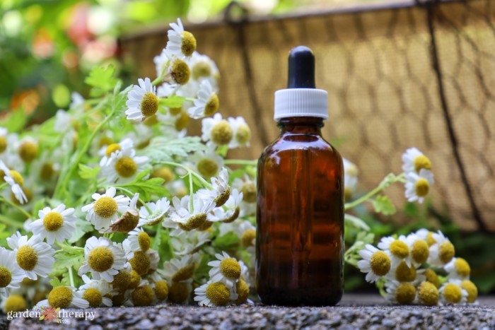 feverfew, white flowers with yellow centers, next to a bottle of essential oils.