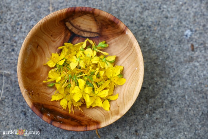 St. John's wort flowers in a wooden bowl